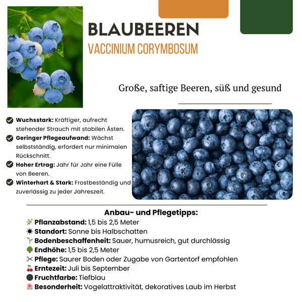 Bosbessenplanten - 20cm
