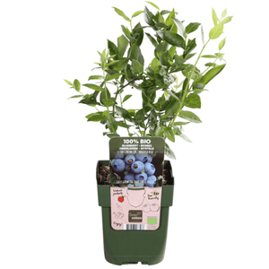 Bosbessenplanten - 20cm