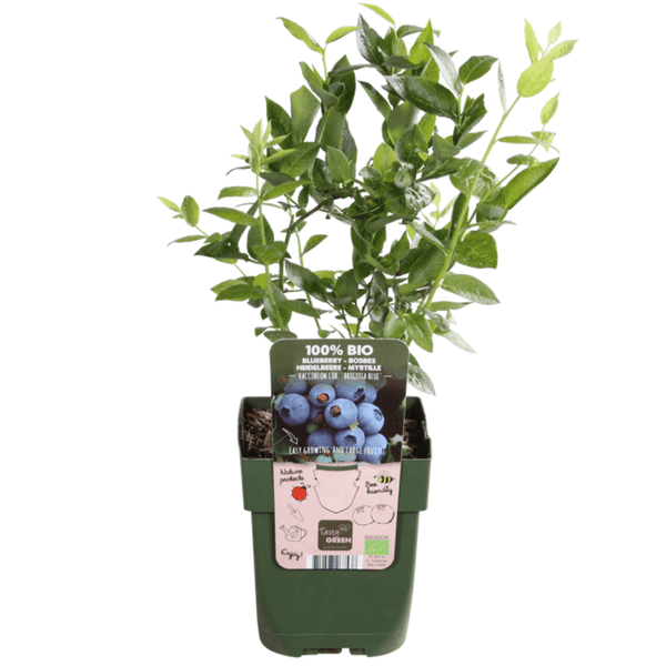 Bosbessenplanten - 20cm