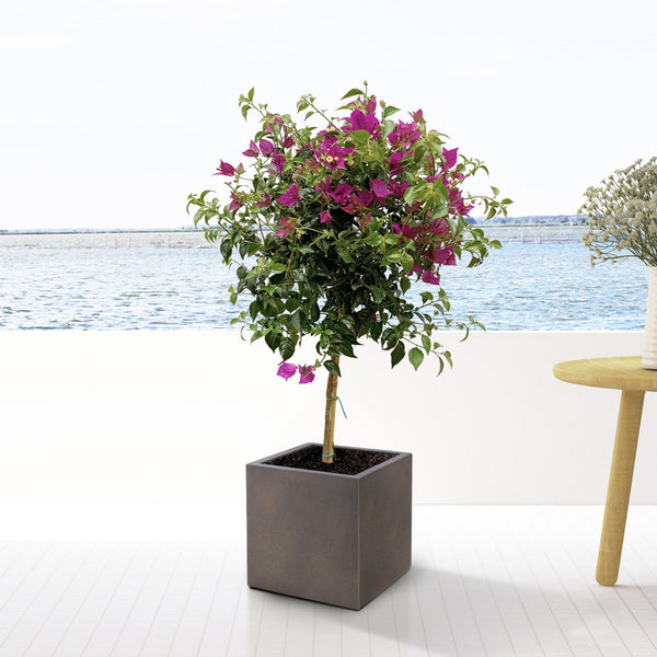 Bougainvillea on stem - 80cm