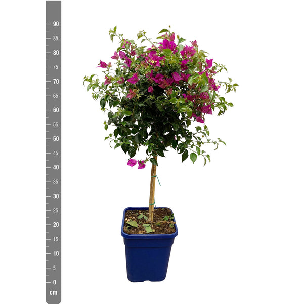 Bougainvillea op stam - 110 cm