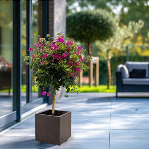 Bougainvillea on stem - 80cm