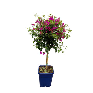 Bougainvillea op stam - 110 cm