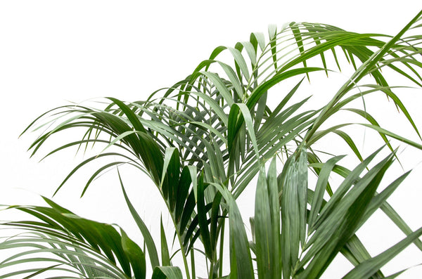 Kentia Palmier XXL - 250cm kopen bij Green Bubble