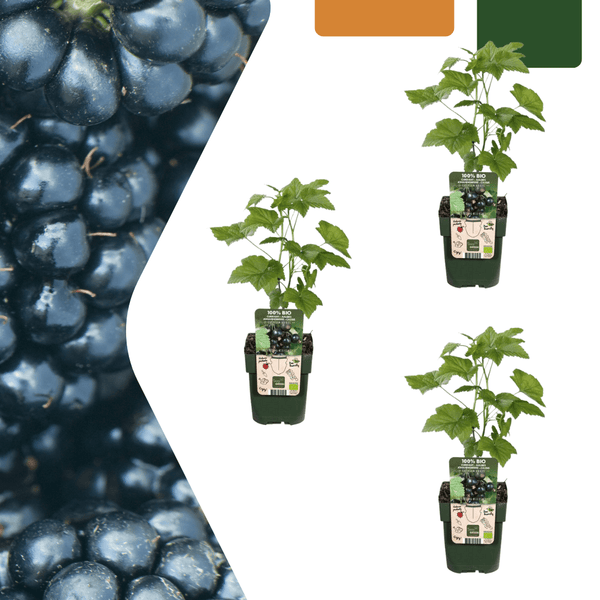 Biologische bramenplanten - 20cm