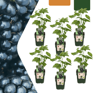 Biologische bramenplanten - 20cm