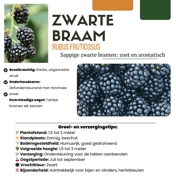 Biologische bramenplanten - 20cm