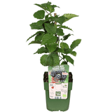 Product afbeelding 6
