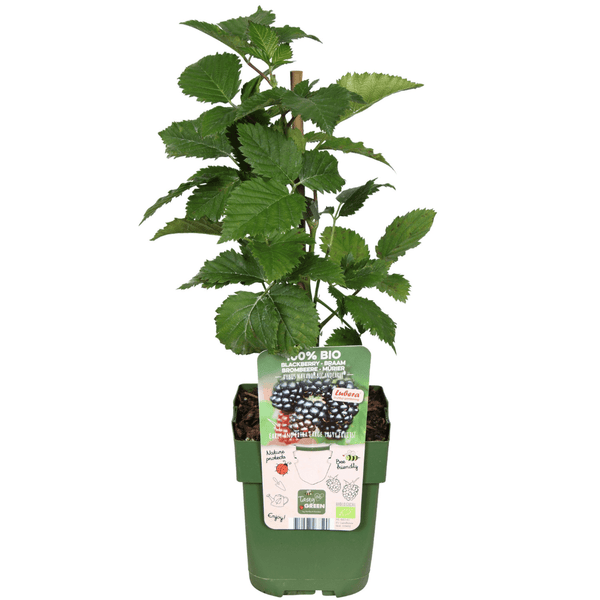 Biologische bramenplanten - 20cm
