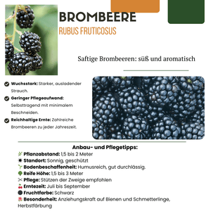 Biologische bramenplanten - 20cm
