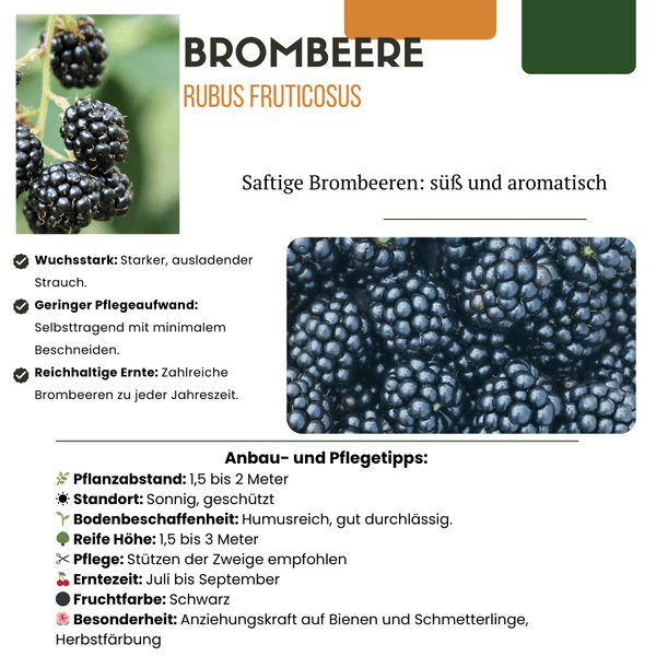 Biologische bramenplanten - 20cm
