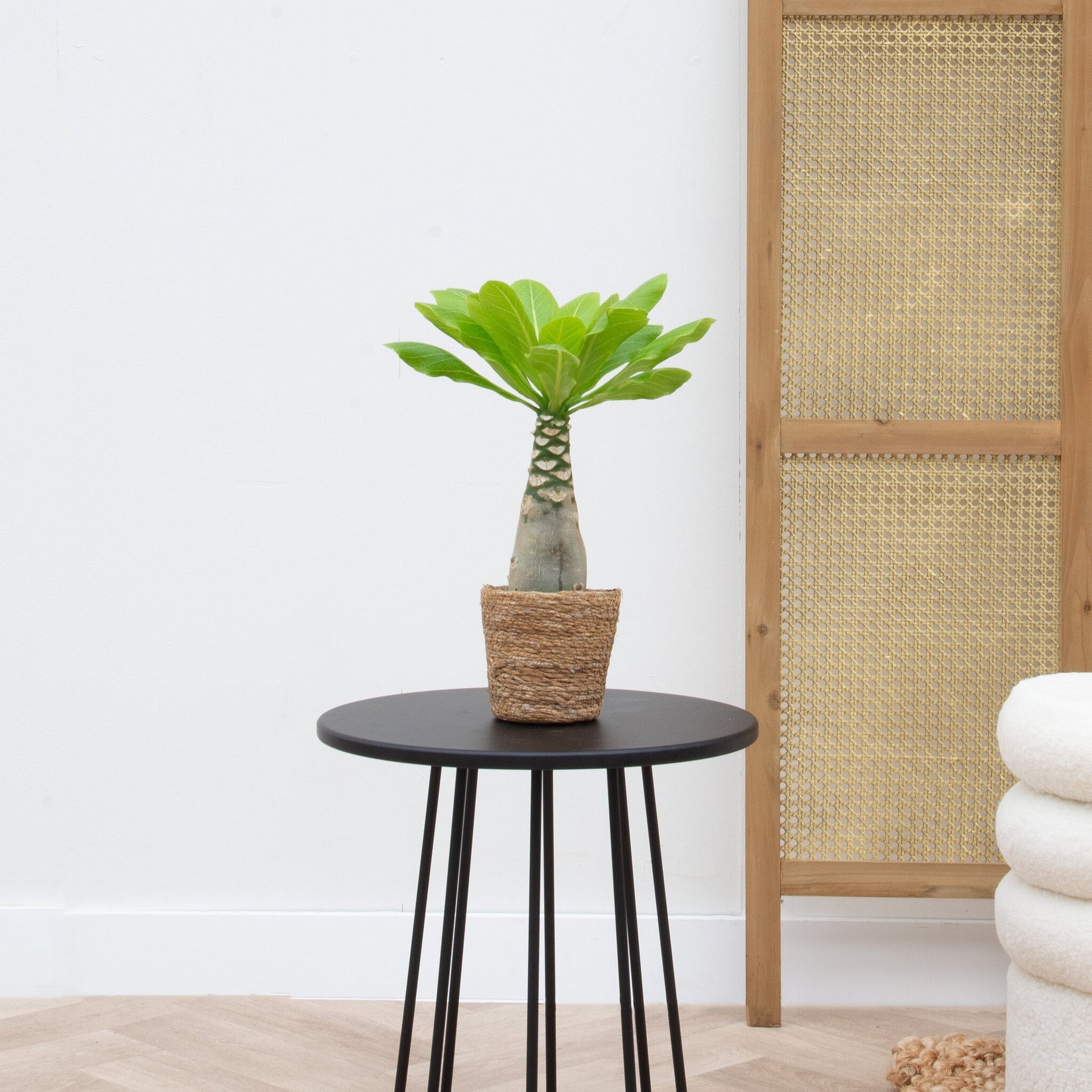 hawaiian palm indoor plant Brighamia insignis 'Hawaii Palm' incl. basket Scott