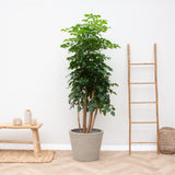 Product afbeelding 3