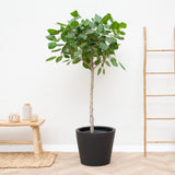 Product afbeelding 2