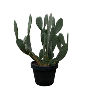 Cactus Opuntia - 140cm