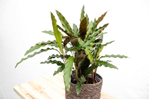 Calathea Elgergrass - 35cm