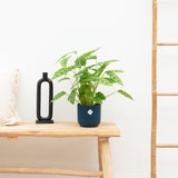 Product afbeelding 3