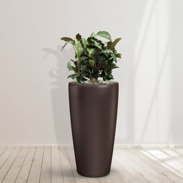 Combideal - Calathea Maui Queen inklusive selbstbewässernde-topf Angel Espresso M -100cm