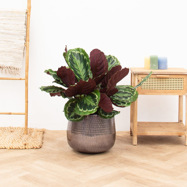 Medallón Calathea - 80cm kopen bij Green Bubble