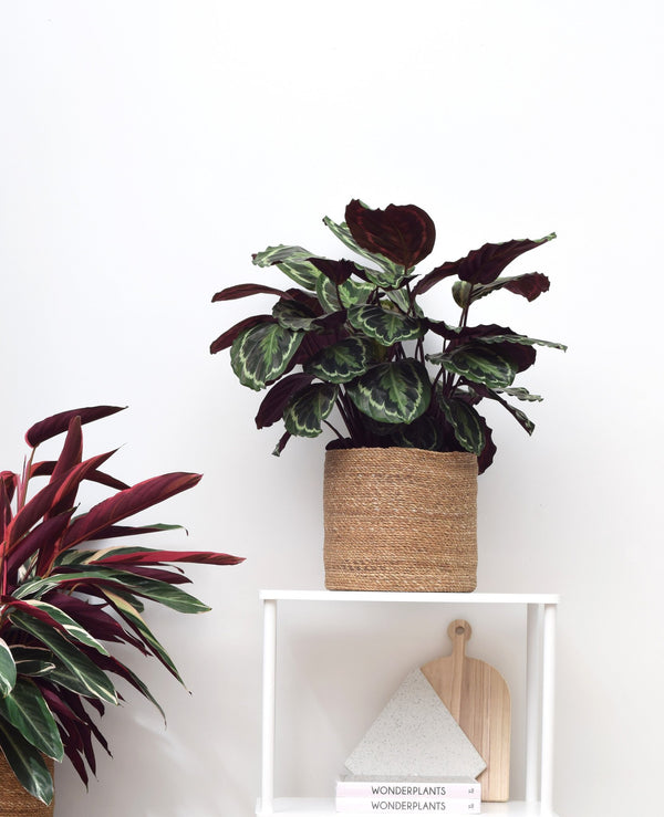 Medallón Calathea - 80cm kopen bij Green Bubble