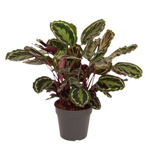 Calathea Medaillon - 80cm