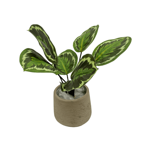 Calathea Roseopicta Kunstplant - 20 cm