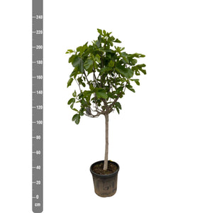 Ficus Carica op stam - 225cm