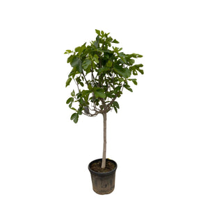 Ficus Carica op stam - 225cm