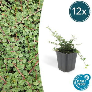 Cotoneaster Prostratus 'Queen of Carpets' - 20cm