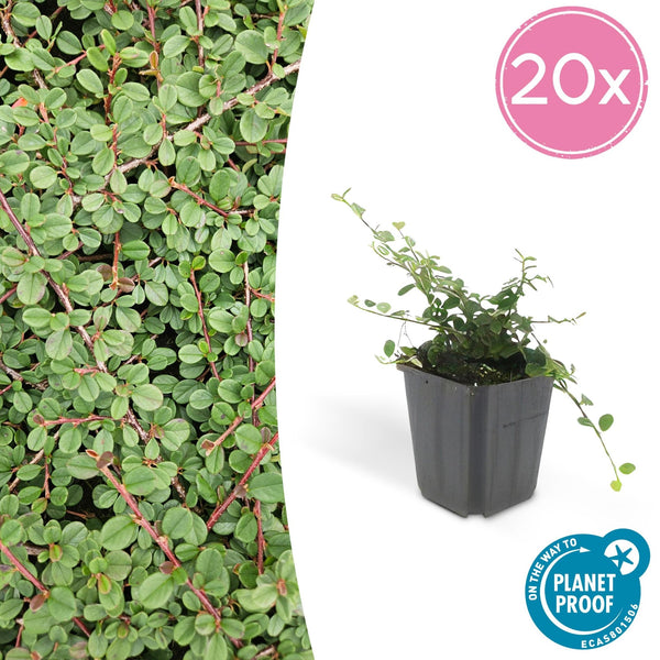 Cotoneaster Prostratus 'Queen of Carpets' - 20cm