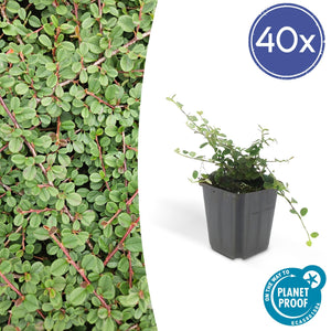 Cotoneaster Prostratus 'Queen of Carpets' - 20cm