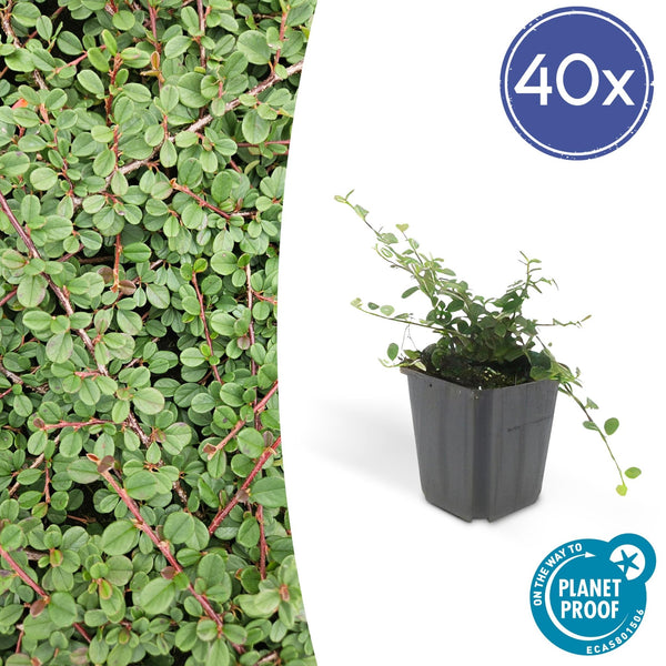 Cotoneaster Prostratus 'Queen of Carpets' - 20cm