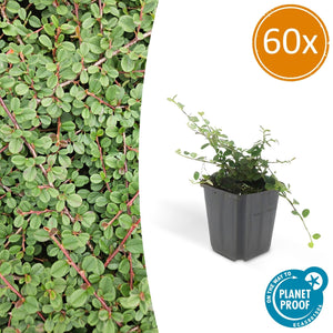 Cotoneaster Prostratus 'Queen of Carpets' - 20cm