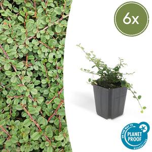 Cotoneaster Prostratus 'Queen of Carpets' - 20cm