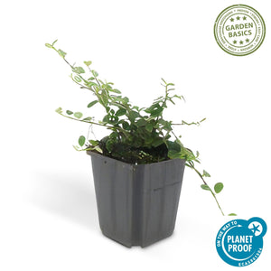 Cotoneaster Prostratus 'Queen of Carpets' - 20cm