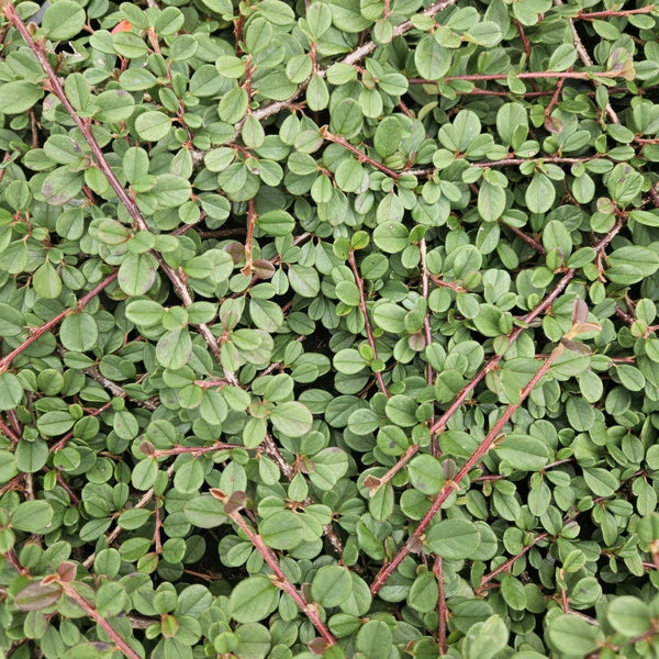 Cotoneaster Prostratus 'Queen of Carpets' - 20cm