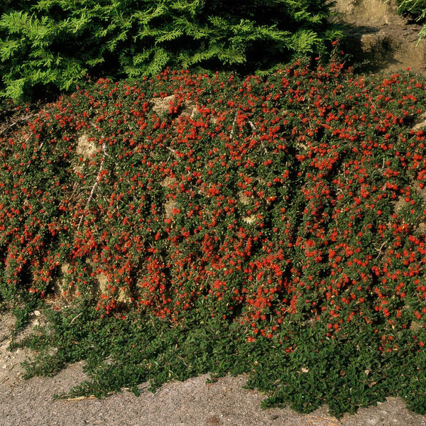 Cotoneaster Prostratus 'Queen of Carpets' - 20cm