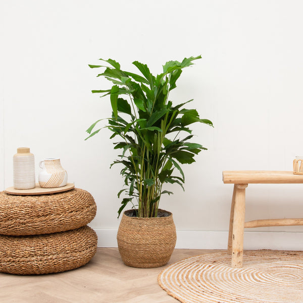 Caryota Mitis - 150 cm kopen bij Green Bubble