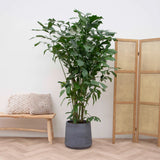 Product afbeelding 1