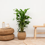Product afbeelding 1