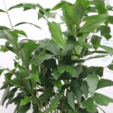 Product afbeelding 2
