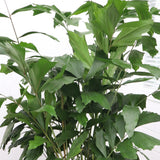 Product afbeelding 3