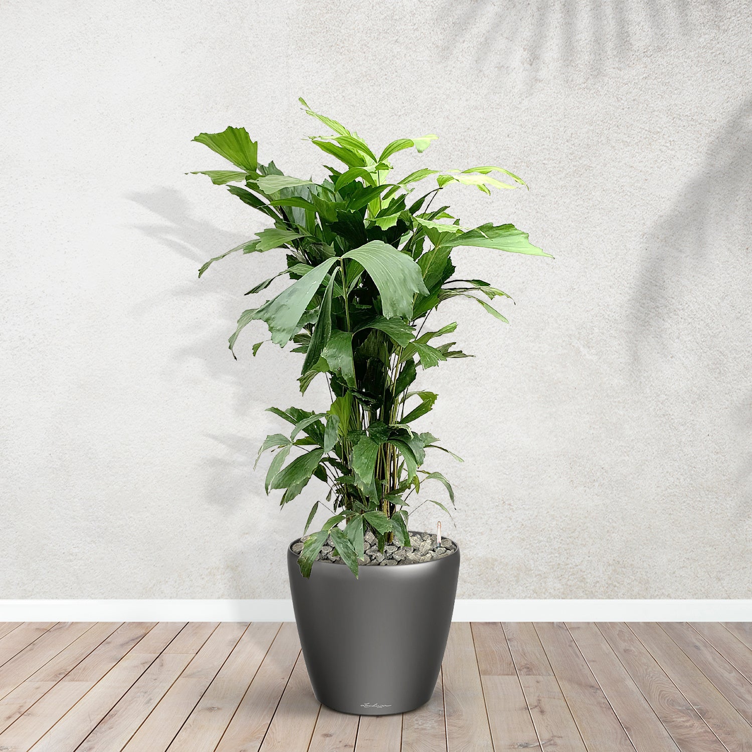 caryota mitis zimmerpflanze Caryota Mitis inklusive Joy M - 120cm