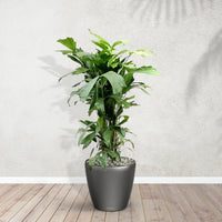 Caryota Mitis con maceta Joy M - 110cm