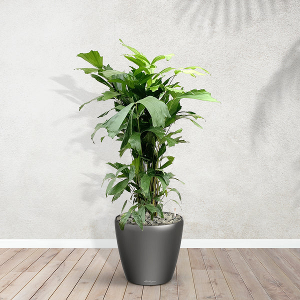 Caryota Mitis including Joy M - 120cm kopen bij Green Bubble
