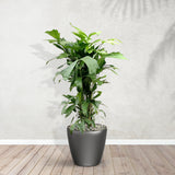Product afbeelding 1
