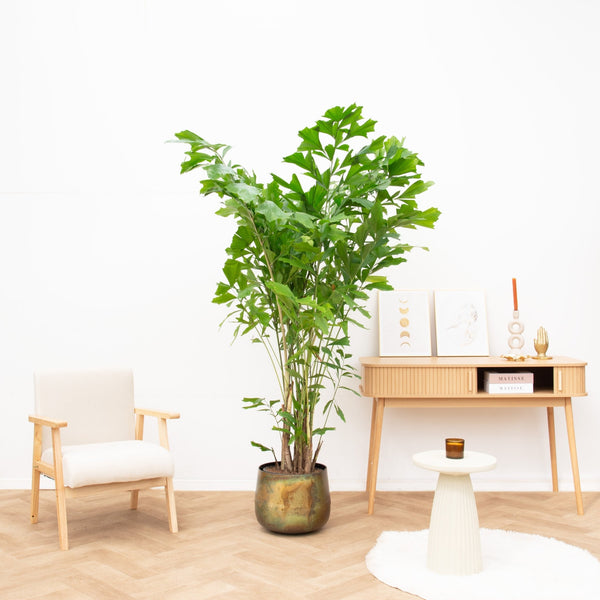 Caryota Mitis - 200cm