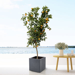 Citrus Calamondin - 200cm