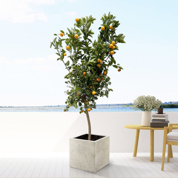 Citrus Calamondin - 200cm