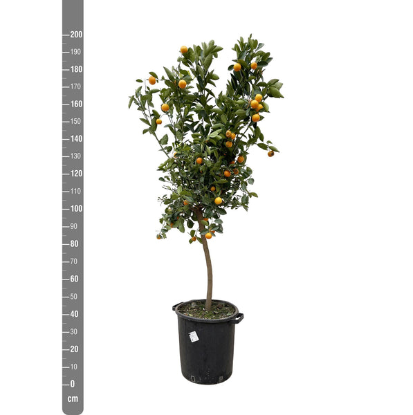 Citrus Calamondin - 200cm